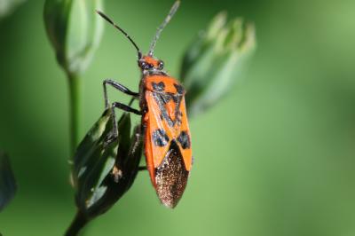 Corise de la jusquiame Corizus hyoscyami (Linnaeus, 1758)