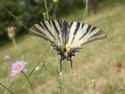 Flambé (Le) Iphiclides podalirius (Linnaeus, 1758)