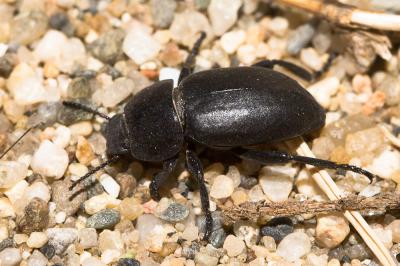  Heliopates littoralis Español, 1958
