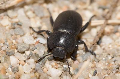  Heliopates littoralis Español, 1958
