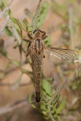  Stenopogon elongatus (Meigen, 1804)