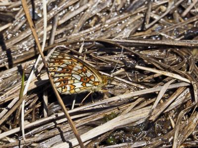 Petit Collier argenté (Le), Nacré fléché (Le) Boloria selene (Denis & Schiffermüller, 1775)