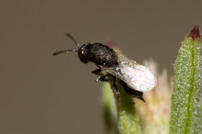 Eurytoma Illiger, 1807