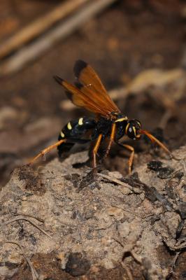  Batozonellus lacerticida (Pallas, 1771)