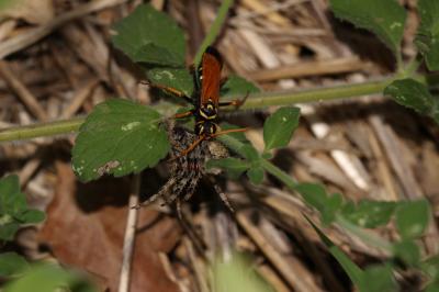  Batozonellus lacerticida (Pallas, 1771)