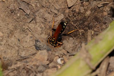  Batozonellus lacerticida (Pallas, 1771)