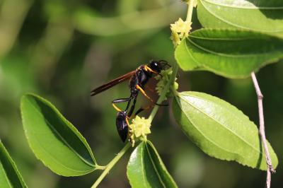  Sceliphron caementarium (Drury, 1770)
