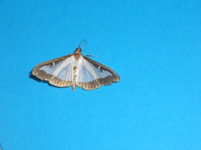 Pyrale du buis Cydalima perspectalis (Walker, 1859)