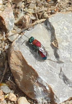  Chrysis viridula Linnaeus, 1760