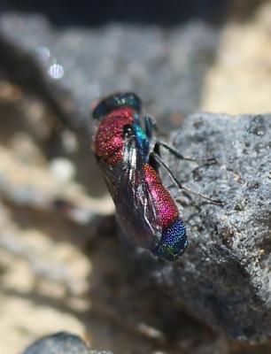  Chrysis viridula Linnaeus, 1760