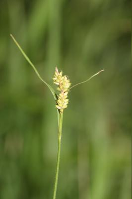 Laîche pâle Carex pallescens L., 1753
