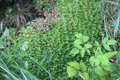 Saxifrage de Prost Saxifraga prostii Sternb., 1831