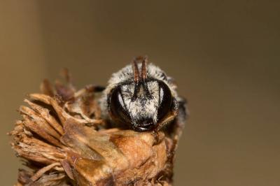  Nomiapis bispinosa (Brullé, 1832)