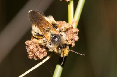  Dasypoda visnaga (Rossi, 1790)