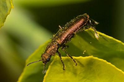 Psilothrix vert Psilothrix viridicoerulea (Geoffroy, 1785)