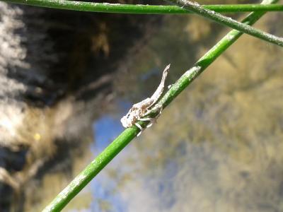  Platycnemididae 