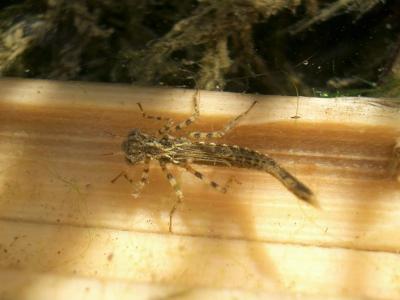  Platycnemididae 