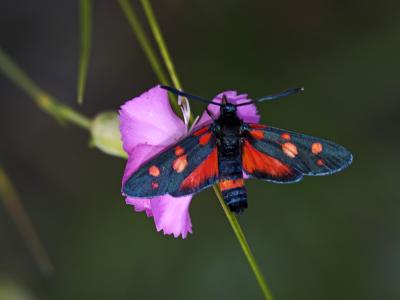 Zygène de la Coronille variée (La), Zygène de la C Zygaena ephialtes (Linnaeus, 1767)