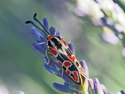 Zygène de la Petite coronille (La) Zygaena fausta (Linnaeus, 1767)