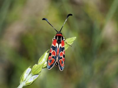 Zygène de la Petite coronille (La) Zygaena fausta (Linnaeus, 1767)