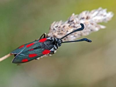 Zygène du Panicaut (La) Zygaena sarpedon (Hübner, 1790)