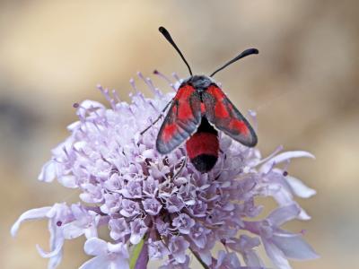 Zygène du Panicaut (La) Zygaena sarpedon (Hübner, 1790)