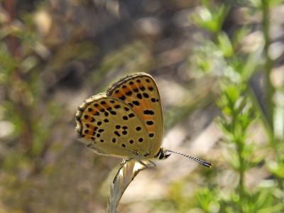 Cuivré fuligineux (Le), Argus myope (L'), Polyomma Lycaena tityrus (Poda, 1761)