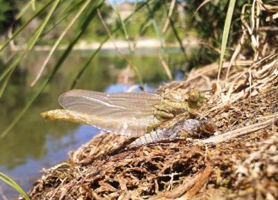  Onychogomphus 