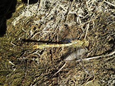  Onychogomphus 