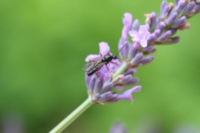  Camponotus Mayr, 1861