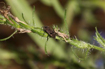  Graptopeltus lynceus (Fabricius, 1775)