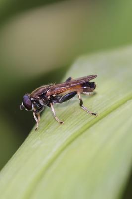  Xylota segnis (Linnaeus, 1758)