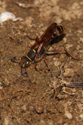  Sceliphron curvatum (F. Smith, 1870)