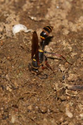  Sceliphron curvatum (F. Smith, 1870)