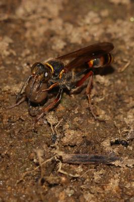  Sceliphron curvatum (F. Smith, 1870)