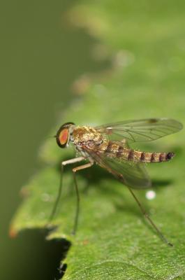  Chrysopilus asiliformis (Preyssler, 1791)