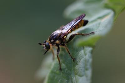 Choerades fimbriata (Meigen, 1820)