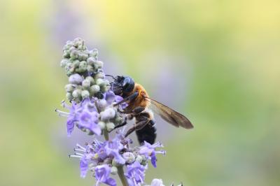  Megachile sculpturalis Smith, 1853