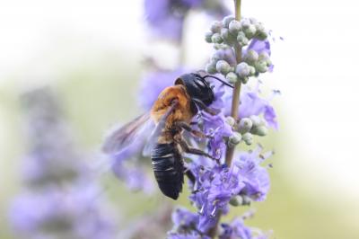  Megachile sculpturalis Smith, 1853