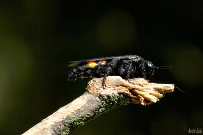  Scolia hirta (Schrank, 1781)