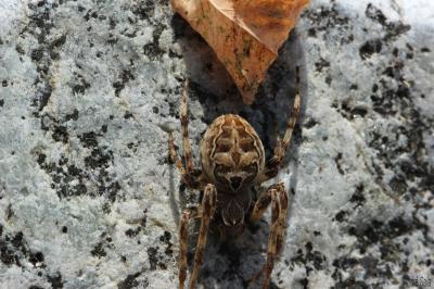  Larinioides sclopetarius (Clerck, 1758)