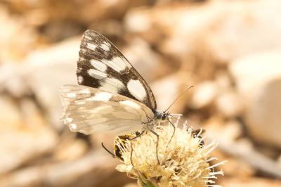 Demi-Deuil (Le), Échiquier (L'), Échiquier commun  Melanargia galathea (Linnaeus, 1758)