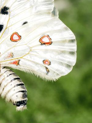Apollon (L'), Parnassien apollon (Le) Parnassius apollo (Linnaeus, 1758)