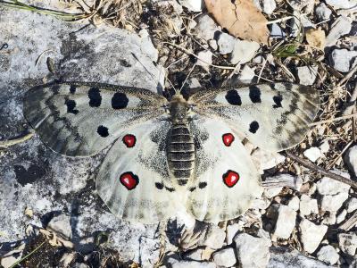 Apollon (L'), Parnassien apollon (Le) Parnassius apollo (Linnaeus, 1758)
