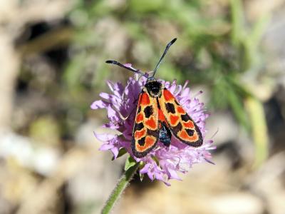  Zygaena hilaris Ochsenheimer, 1808