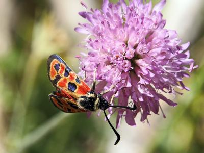  Zygaena hilaris Ochsenheimer, 1808