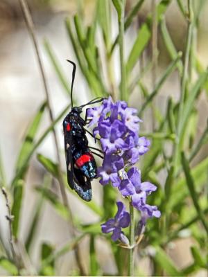 Zygène de la Coronille variée (La), Zygène de la C Zygaena ephialtes (Linnaeus, 1767)