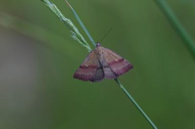 Noctuelle couleur de bronze (La) Phytometra viridaria (Clerck, 1759)