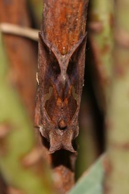 Goutte d'Argent (La) Macdunnoughia confusa (Stephens, 1850)