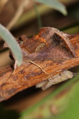 Goutte d'Argent (La) Macdunnoughia confusa (Stephens, 1850)